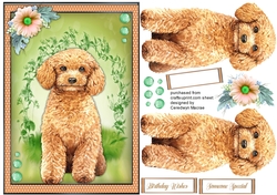 Beautiful Poodle Dog