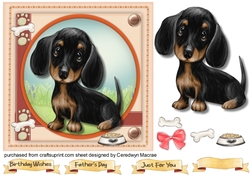 Gorgeous Daschund Pup