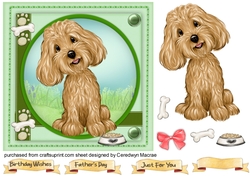 Gorgeous Cavoodle Pup