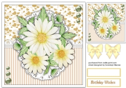 Gorgeous Daisy Blooms