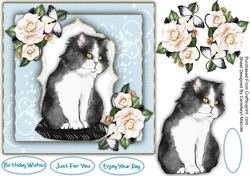 7x7 Cute Ragdoll Cat