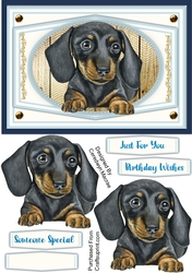 A5, Beautiful Dachshund