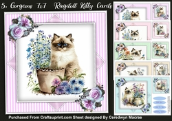 5, Gorgeous 7x7 Ragdoll Kitty Cards
