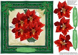 Red Poinsettias