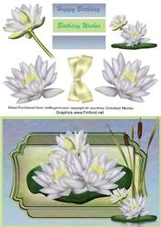 Beautiful Lily Pond