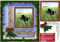 Beautiful Border Collie