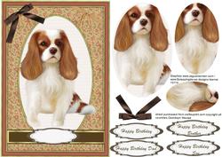 Beautiful King Charles Spaniel in Pyramarge