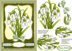 Beautiful Spring Snowdrops