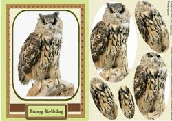 Beautiful Owl Sitting on a Log ( Pyramarge )