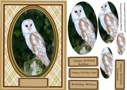 Beautiful Barn Owl ( Pyramarge )