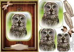 Beautiful Grey Owl ( Pyramarge )