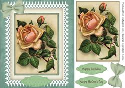 Gorgeous English Rose