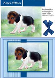 Lovely Little Shy Beagle Pup