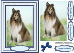 A Stunning Collie ( Lassie) .