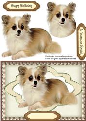 Beautiful Chihuahua Pup