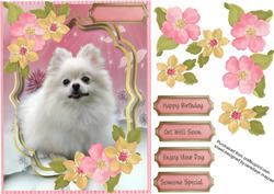 Lovely Pomeranian Dog in the Flowers