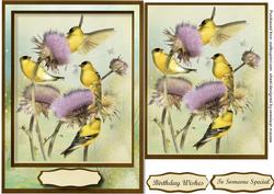 Beautiful Birds on the Thistles
