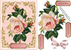 Lovely Pink Cabbbage Rose