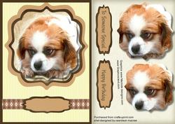 Beautiful King Charles Spaniel 