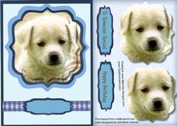 Beautiful Labradore Pup