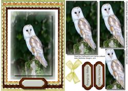 Beautiful Pyramid Barn Owl