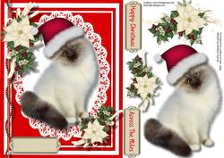 Lovely Persian Cat in a Santa's Hat