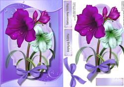 Beautiful Amaryllis on a Lilac Frame