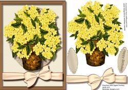 Beautiful Pot of Mimosa 