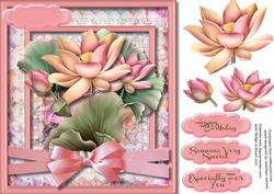 Beautiful Lotus Flowers