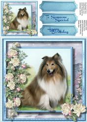 Beautiful Border Collie and White Roses