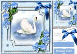 Beautiful Swan on the Water
