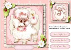 Adorable Little French Poodle