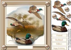 Mallard Ducks in the Reeds 