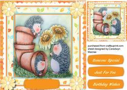 Pots of Hedgehog Love