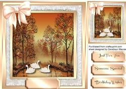 Beautiful Swan Seranade