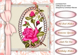 Beautiful Pink rambling Rose 3