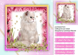 Beautiful Kitty
