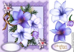 Beautiful Lilac Festive Amaryllis