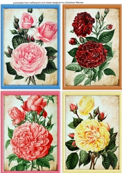 4 Beautiful Roses notelets 2,