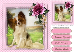 Beautiful Papillion