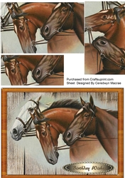 Beautiful Horses Head 