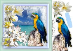 Beautiful Frangipani Flowers and Parrot