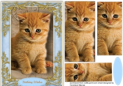 Beautiful Ginger Kitty ( Pyramid )