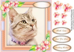 Cat With a Pink collar