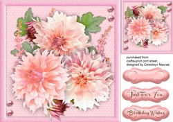Stunning Pink Dahlias