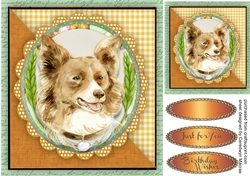 Beautiful Brown Boarder Collie