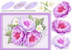 A5 Lilac Peony roses