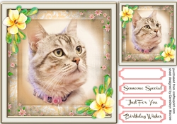 Beautiful Tiddles the Cat