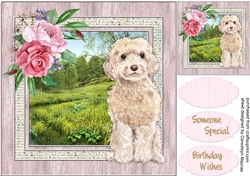 Beautiful Champagne Cock-a-Poodle 