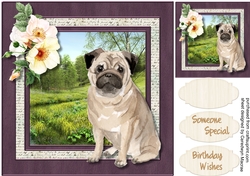 Beautiful Pug Dog 
